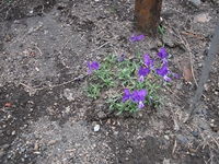 ova Gussonea-Viola aethnensis 20110529 160